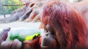 Надоело Дане играться с мохито и ждать пока всё растает! Быстро достала ледышку с помощью зубов!