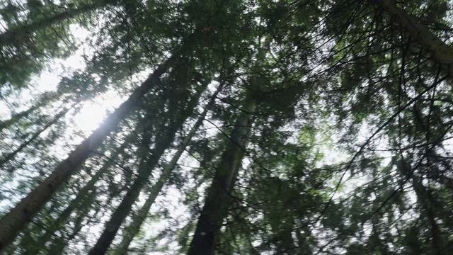 Смоленское подполье: подвиг партизанских отрядов и соединений