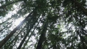 Смоленское подполье: подвиг партизанских отрядов и соединений