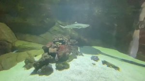 Подводный мир аквариума. Часть 3.