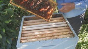 Слабая пчелиная семья