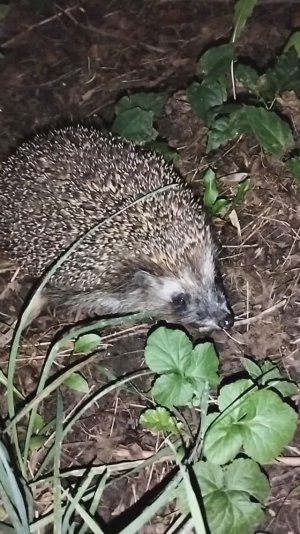 Ёжик вышел на охоту