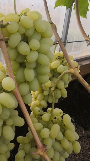 Ландыш в теплице на 26.09 2021г. смотреть онлайн