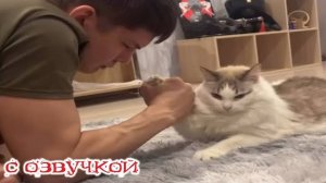 Кот против человека! Кто ПОБЕДИТ? Приколы с котами! С ОЗВУЧКОЙ! САМЫЕ СМЕШНЫЕ ЖИВОТНЫЕ!