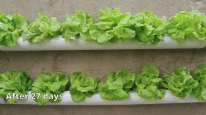 Гидропонная система для выращивания овощей своими руками