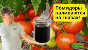 Гумат калия — как правильно развести и подкормить, чтобы было эффективно!!!