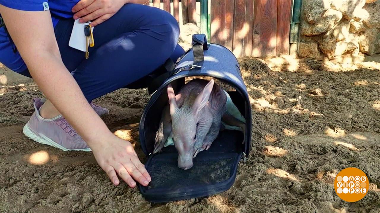 В зоопарках - пополнение: сплошное ми-ми-ми! Доброе утро. Фрагмент выпуска от 06.08.2025