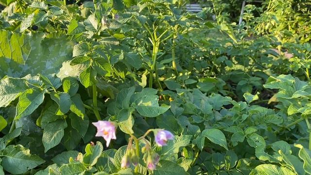 В деревню на дачуОбзор нашего вечернего сада02августа2025Часть 1