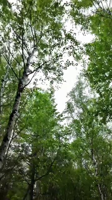 Восхождение на Чоккету, 2025 смотреть онлайн