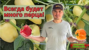 Перца на кусту будет в ДВА раза больше!!!