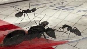 муравьи companotus vagus | компанотус вагус колония с нуля