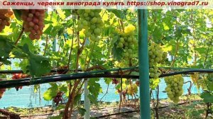 Виноград 3.08.2025 года- Индиана. Молодой куст, смотрите какой у него урожай, ягоды очень крупные.