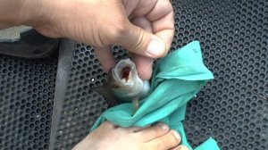 Рыбалка на Волхове и озере Ильмень. Сильный клёв окуня. Надергали полсотни штук за пару часов.