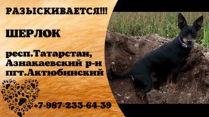 Пропала собака! ШЕРЛОК. респ.Татарстан, Азнакаевский р-н, пгт.Актюбинский.