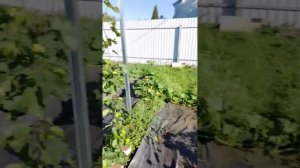 06.08.2025 и снова обработка от болезней