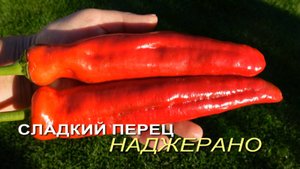 Сладкий перец НАДЖЕРАНО. Обзор сортов ПЕРЦА!