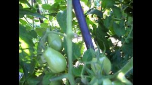 Помидоры ПЕРЦЕВИДНЫЕ