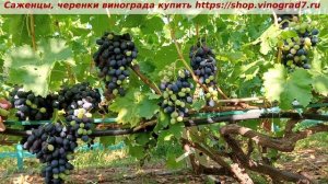 Виноград 3.08.2025 года- Кишмиш Атика, 1 класс. Не готов, ему еще рано созревать на этот срок.