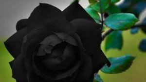 Чёрная роза-стихи С Новикова,мастеринг В.Малахова,монтаж В.Зубковой.mp41