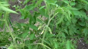 Последняя обрезка помидоров