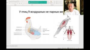 Какой воздушный мешок у птиц не парный. Ответ ветврача орнитолога.