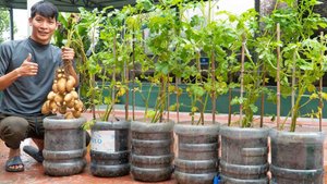 Выращивания картофеля в пластиковых бутылках. Много клубней