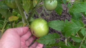 Безрассадные помидоры в начале августа