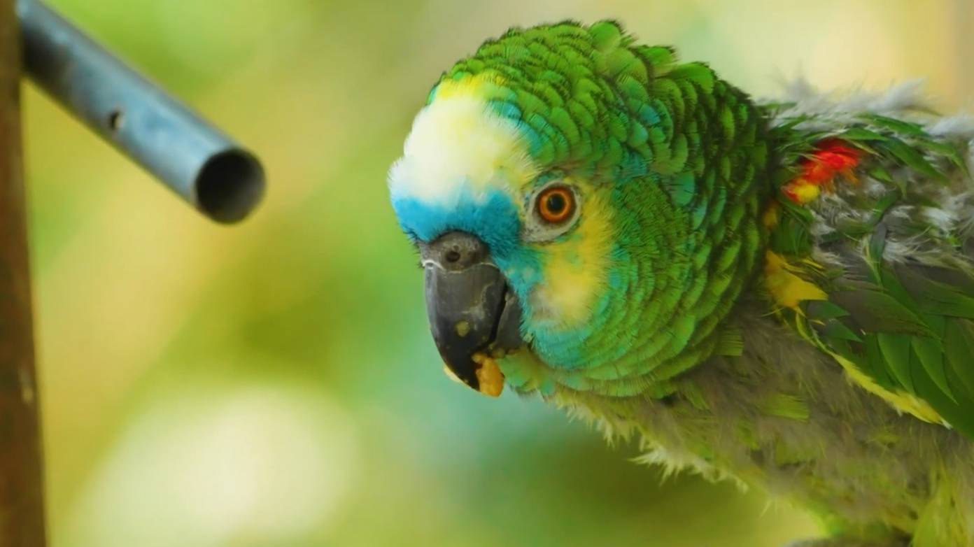 Рэй Коннифф. Прекрасная любовь. Ray Conniff - Beautiful love (1962)