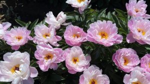 Пион PINK DELIGHT – нежный розовый восторг / Сад Ворошиловой