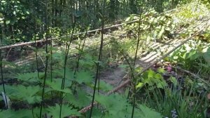 Цветочные_многолетники