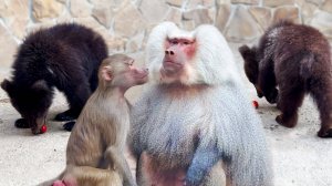 По шее и спине - коты своё получили! Люся Елисею в рот заглядывает, не отходит! Лида в  одиночестве