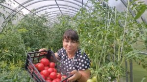 Собираю помидоры. Любимые сорта. Заготовки на зиму. Выращиваю огуречный ковер. Жизнь в деревне.