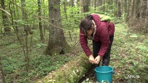 Грибной бум