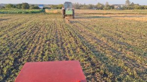 Выбрала огурцы и прополола.Сенокос 2025г окончен.