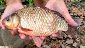 ЛЕТНЯЯ РЫБАЛКА НА ОГРОМНЫХ КАРАСЕЙ. ЛОВЛЯ КАРАСЯ НА ДОНКИ. РЫБАЛКА 2025. ЖОР КАРАСЯ НА КАШУ.