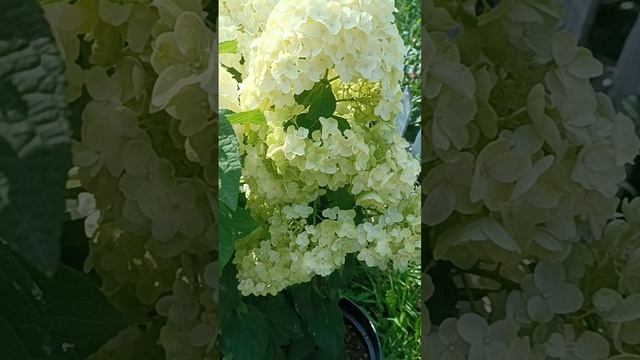 гортензии 07.08.2025