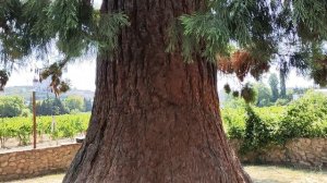 Мамонтово дерево в Алуште