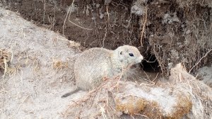 Суслики в горах Кабардино- Балкарии