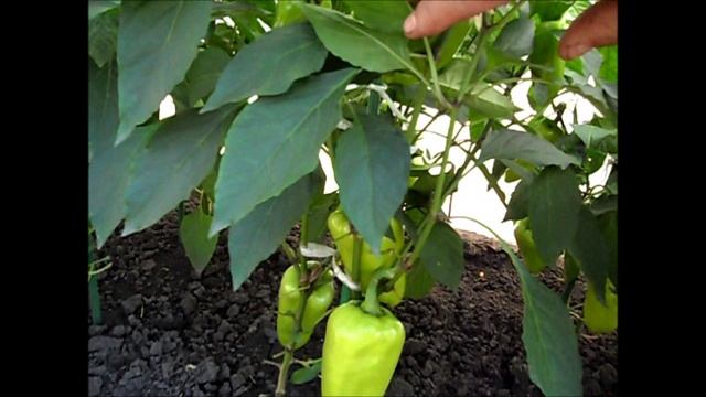 Сорт перца КУПЕЦ