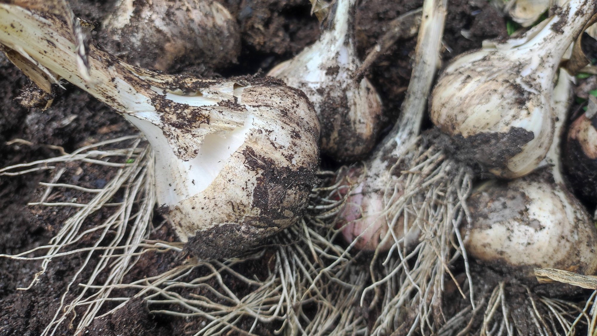 Собираем урожай чеснока - сорт Добрыня. Мои результаты. смотреть онлайн