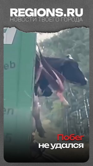 Побег не удался