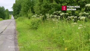 Россельхознадзор_О борщевике в Томской области_Томское время_21.07.2025