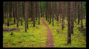 My Way (соло)