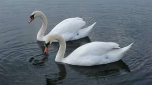 Лебединые пары и их гнёзда на озере и Финском заливе