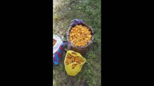 Лисички
