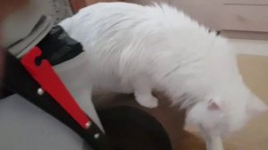 Леся и Сёма - Нагнетается ревность