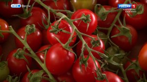 Больше 20 тонн томатов отправили из Кабардино-Балкарии в страны СНГ в июле