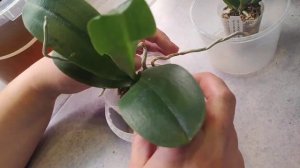 #121 ОрхоVLOG о поливе в жару. Попытка #5 - получила растюшки.