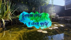 Кормлю плотву в своём пруду.