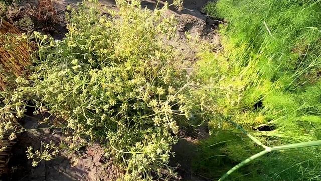 Свои семена кориандра, аниса, фенхеля, укропа, салата и другой зелени.